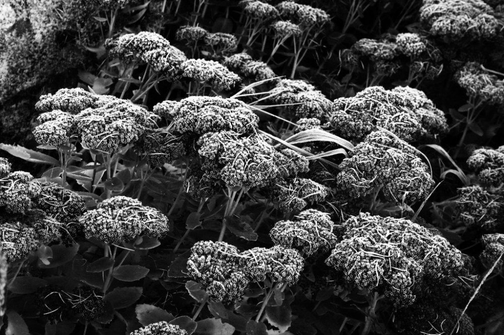 garden-nov16-019-3-comp